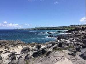 From Struggle to Flight 1 Sea turtle swimming in Maui